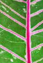 Close-up macro croton exotic tropical botanical background fresh green leaves bright pink line plant foliage abstract pattern.dea Royalty Free Stock Photo