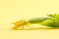 Close up, macro. Cucumber Growing. Fragile green seedling cucumber. Yellow background. Copy space