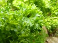 Close Up Macro of Curly Leaf Parsley Leaves Royalty Free Stock Photo