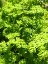 Close Up Macro of Curly Leaf Parsley Leaves Royalty Free Stock Photo