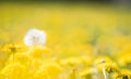 Close up macro dandelion shot. Yellow flower in meadow