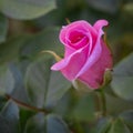 A close up macro of  a delicate pink rosebud on a rose plant Royalty Free Stock Photo