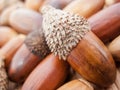 Close up macro detail of an acorn with a pile of acorns Royalty Free Stock Photo