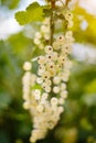 Close up Macro Detail on a bunch of whitecurrant