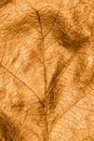 Close up macro detail of hand painted gold metallic oak leaf festive autumn vertical background toned Royalty Free Stock Photo