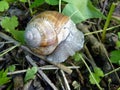 Close Up Macro Detail of Roman Snail