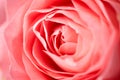 Close up macro detailed view photo of pink color rose Royalty Free Stock Photo