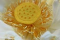 Close-up Macro details of Beautiful aquatic White LotusNelumbo nucifera flower Royalty Free Stock Photo