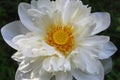 Close-up Macro details of Beautiful aquatic White LotusNelumbo nucifera flower Royalty Free Stock Photo