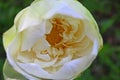 Close-up Macro details of Beautiful aquatic White LotusNelumbo nucifera flower Royalty Free Stock Photo