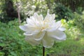 Close-up Macro details of Beautiful aquatic White LotusNelumbo nucifera flower