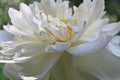 Close-up Macro details of Beautiful aquatic White LotusNelumbo nucifera flower Royalty Free Stock Photo