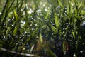 Close up, macro of dew drops on blades of fresh grass, morning rays of sun, water saving and green concept, save planet, blurred Royalty Free Stock Photo