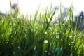 Close up, macro of dew drops on blades of fresh grass, morning rays of sun, water saving and green concept, save planet, blurred Royalty Free Stock Photo