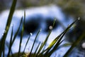 Close up, macro of dew drops on blades of fresh grass, morning rays of sun, water saving and green concept, save planet, blurred Royalty Free Stock Photo