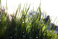 Close up, macro of dew drops on blades of fresh grass, morning rays of sun, water saving and green concept, save planet, blurred