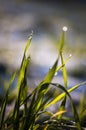Close up, macro of dew drops on blades of fresh grass, morning rays of sun, water saving and green concept, save planet, blurred Royalty Free Stock Photo