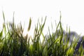 Close up, macro of dew drops on blades of fresh grass, morning rays of sun, water saving and green concept, save planet, blurred Royalty Free Stock Photo