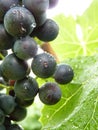 Close Up Macro of Drops on Blue Grape Royalty Free Stock Photo
