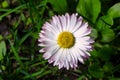 Close up macro of English lawn daisy