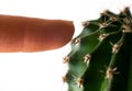 Close up macro female finger prick with green cactus sharp needles