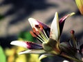 Close-up (macro) of the flower, pistil and stamens of a variegated, maroon, purple lily in the sun in the garden Royalty Free Stock Photo