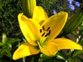 Close-up (macro) of the flower, pistil and stamens of a yellow lily in the sun in the garden Royalty Free Stock Photo