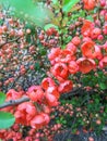 Close up, macro. Flowering quince Chaenomeles, Japanese quince, Chaenomeles japonica