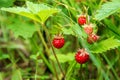 Close up, macro. Forest Glade. Wild strawberry bush with ripe berries. Green background. Copy space Royalty Free Stock Photo