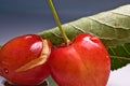 Close up macro of fresh delicious tasty sweet cherries with drop of water and trace of worm bite on gray gradient background Royalty Free Stock Photo