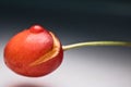 Close up macro of fresh delicious tasty sweet cherry with drop of water and trace of worm bite on gray gradient background Royalty Free Stock Photo