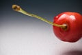 Close up macro of fresh delicious tasty sweet cherry with stem with drop of water on gray gradient background with copy s Royalty Free Stock Photo