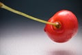 Close up macro of fresh delicious tasty sweet cherry with stem with drop of water on gray gradient background with copy s Royalty Free Stock Photo