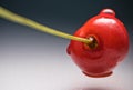 Close up macro of fresh delicious tasty sweet cherry with stem with drop of water on gray gradient background with copy s Royalty Free Stock Photo