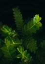 Close-up macro fresh green leaves on black background plant texture. biology or ecology concept wallpaper,natural leaf herbal, Royalty Free Stock Photo