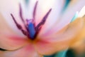 Close-up macro fresh spring bouquet of tulips with transparent dew water drops on petals. Soft focus on dew rain tear droplets Royalty Free Stock Photo