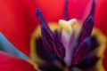 Close-up macro fresh spring bouquet of tulips with transparent dew water drops on petals. Soft focus on dew rain tear droplets Royalty Free Stock Photo
