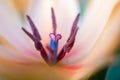 Close-up macro fresh spring bouquet of tulips with transparent dew water drops on petals. Soft focus on dew rain tear droplets Royalty Free Stock Photo