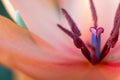 Close-up macro fresh spring bouquet of tulips with transparent dew water drops on petals. Soft focus on dew rain tear droplets Royalty Free Stock Photo