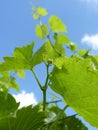 Close Up Macro of Grape Vine Branch Royalty Free Stock Photo