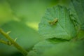 Close up macro of grasshopper on green leaf in forest Royalty Free Stock Photo