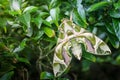 Close up macro green butterfly oleander Hawk moth on the leaf