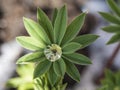 Close up macro of green leaf of Lupinus polyphyllus, lupin, lupine with water dew drop in the center of leaf, selective Royalty Free Stock Photo