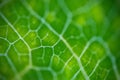 Close up Macro of green leaf vein background Royalty Free Stock Photo
