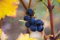 Close-up and macro of grope in winery and wine yard in Georgia