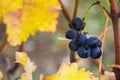 Close-up and macro of grope in winery and wine yard in Georgia