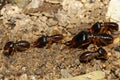 Close up Macro group soldier termite and worker termite bug in nature Royalty Free Stock Photo