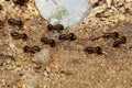 Close up Macro group termite ant in nature at thailand