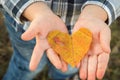 Close up, macro. A heart cut out of an autumn leaf lies in the hands of a small child Royalty Free Stock Photo