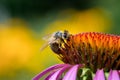 Close-up macro of a Honey bee collects nectar on a purple cone-flower. Royalty Free Stock Photo
